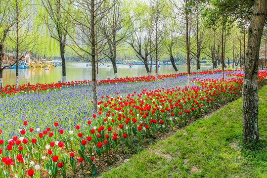 郁金香花海