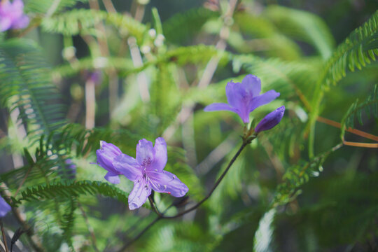 大山里盛开的野花