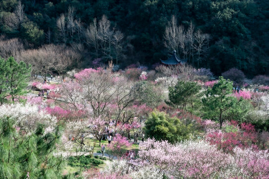 园林梅花