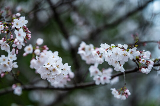 樱花