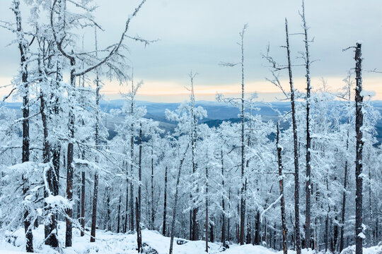 冬季大兴安岭森林雾凇景观