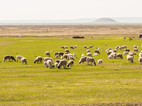 草原春天牧场羊群
