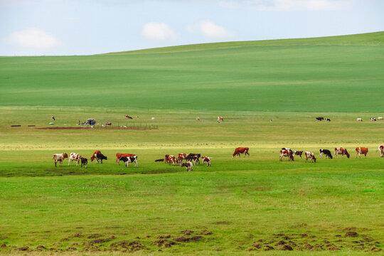 草原牛群放牧吃草
