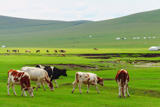 草原夏天牧场牛群蒙古包