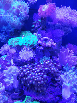 漂亮的珊瑚