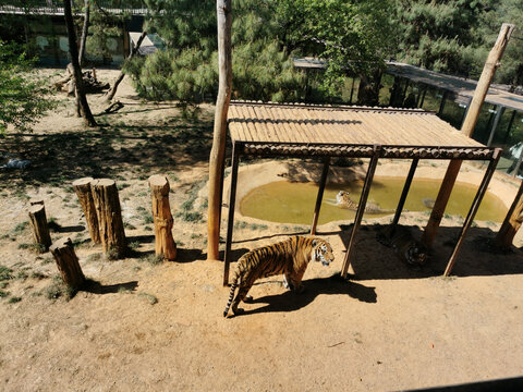 动物园的老虎