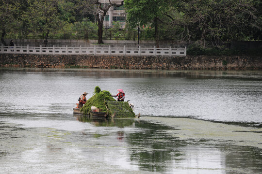 惠州西湖除草工人