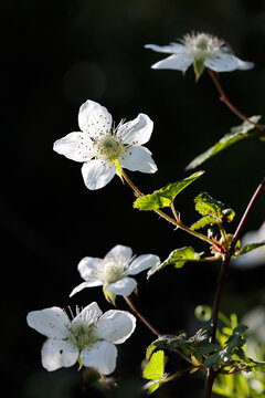 篷蔂花