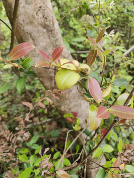 树根与茶苞