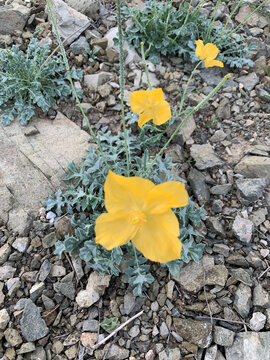 新疆天山野生花卉