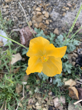 新疆天山植物黄色花朵
