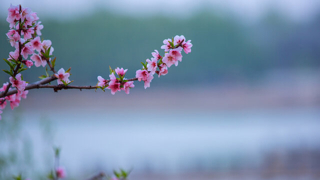 桃花