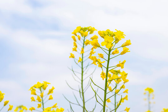 田野油菜花