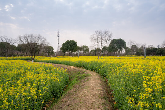 春天的东湖万国公园油菜花花海