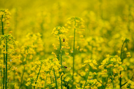 春天油菜花蜜蜂采蜜