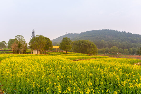 东湖马鞍山森林公园油菜花花