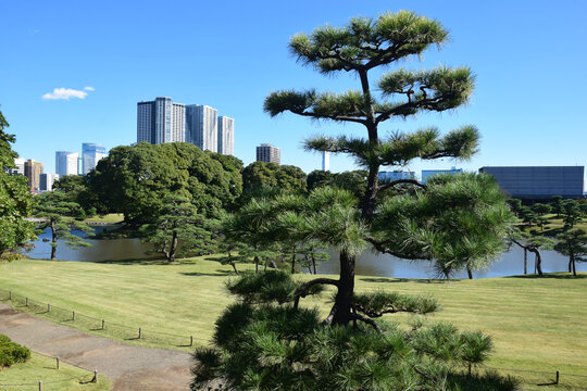 日本东京滨离宫恩赐庭园风景