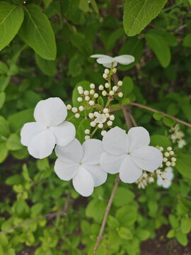 白色琼花