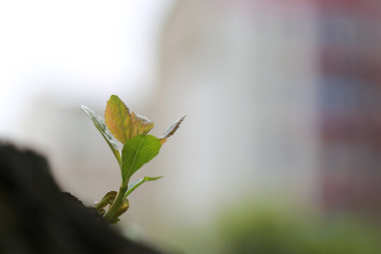 城市春芽杨树