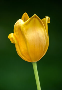 黄色郁金香花朵特写