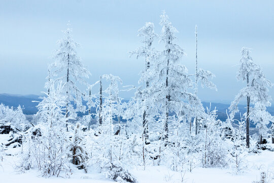 冬季森林大雪雾凇