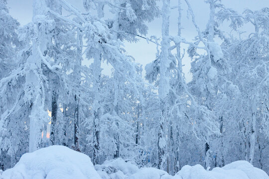 大雪原始森林雾凇