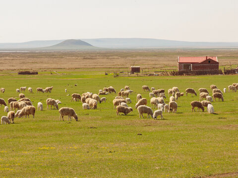 春天草原民居羊群牧场