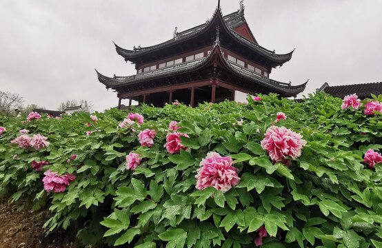 雨中牡丹花