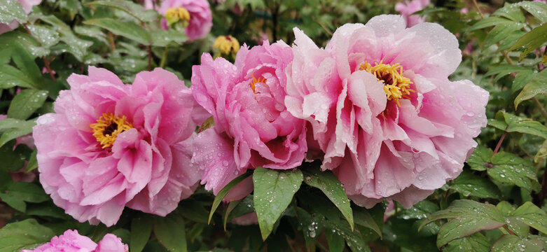 雨中牡丹花