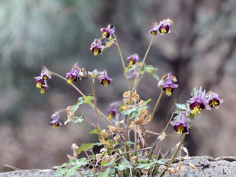 紫花耧斗菜