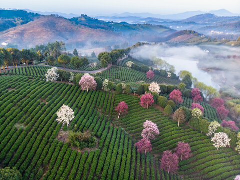 茶园风光