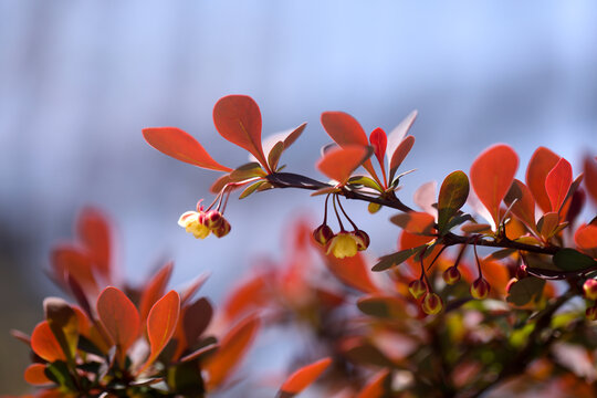 春天新叶新芽红叶小檗开花