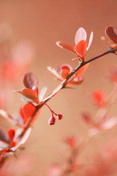 春天的红叶小檗