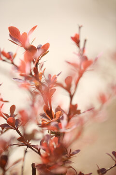 春天的红叶小檗