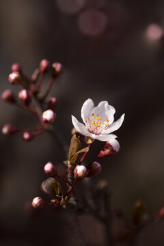 紫叶李花开