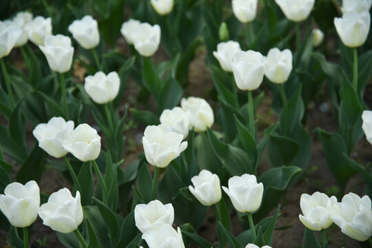 国家植物园郁金香花盛开