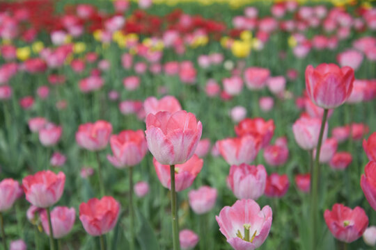 国家植物园郁金香花盛开