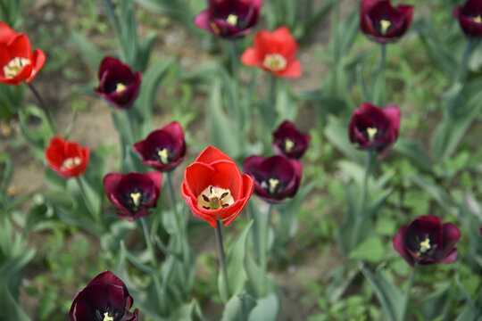 国家植物园郁金香花盛开