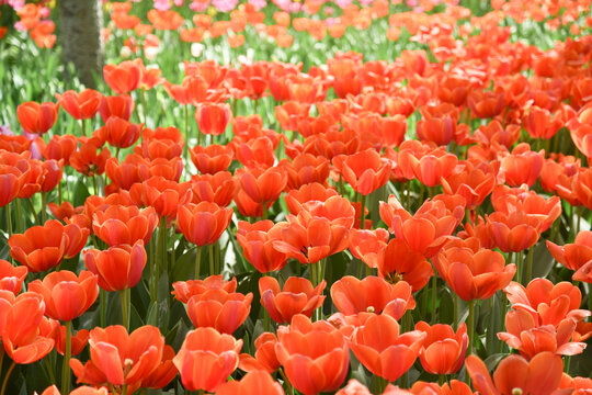 国家植物园郁金香花盛开