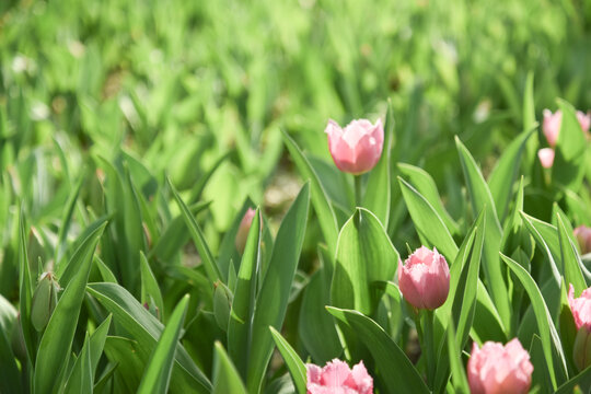 国家植物园郁金香花盛开