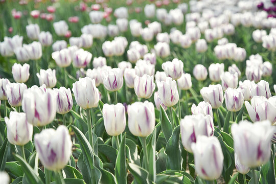 国家植物园郁金香花盛开