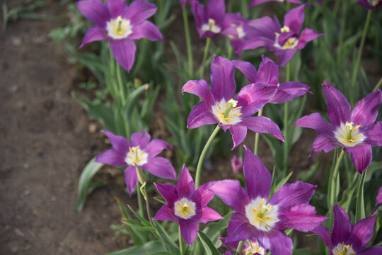 国家植物园郁金香花盛开