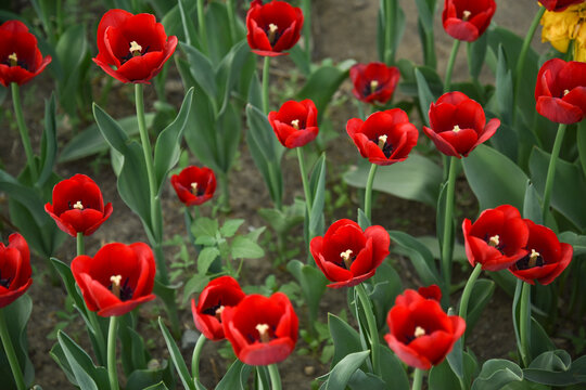 国家植物园郁金香花盛开