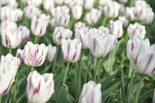 国家植物园郁金香花盛开