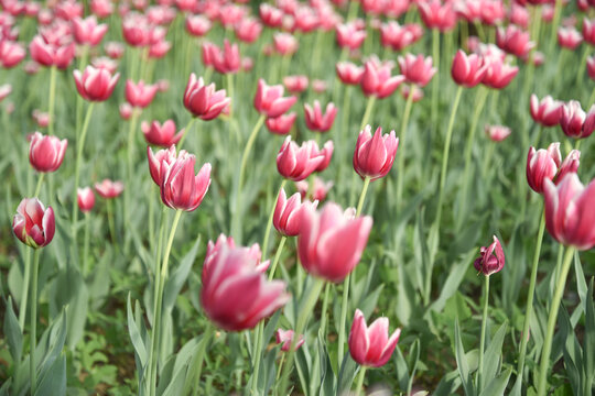 国家植物园郁金香花盛开