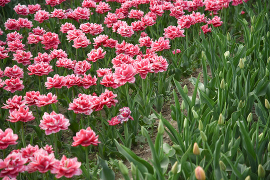 国家植物园郁金香花盛开