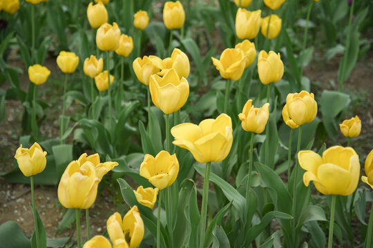 国家植物园郁金香花盛开