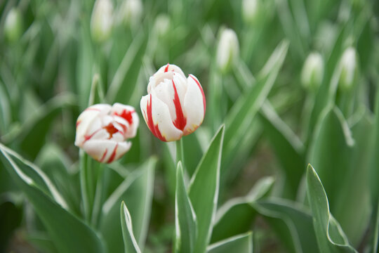 国家植物园郁金香花盛开