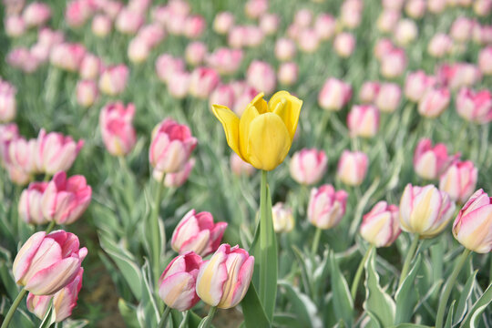 国家植物园郁金香花盛开