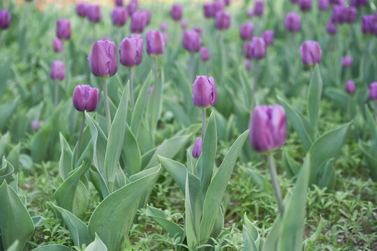 国家植物园郁金香花盛开